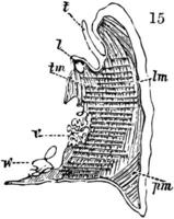 vinkelrät sektion av en hav anemon, årgång illustration. vektor