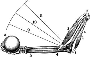 ärm muskler i handling, årgång illustration. vektor