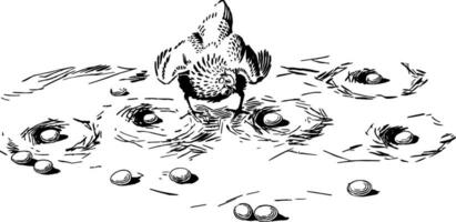 kyckling och ägg, årgång illustration. vektor