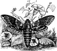 Convolvulus Sphinx Jahrgang Illustration. vektor