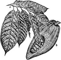 kakao frukt och löv årgång illustration. vektor