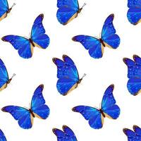 sömlös mönster med blå fjäril. tropisk insekt. neon färger. vektor