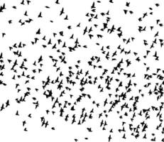 fåglar av frihet silhuett vektor på vit bakgrund