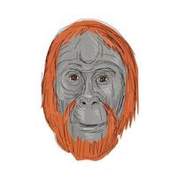 oplanerad manlig orangutanghuvudritning vektor