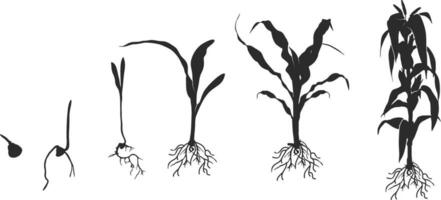 Leben Zyklus von Mais Mais Pflanze Silhouette, Zyklus von Wachstum von Mais schwarz Silhouette, Mais Leben Zyklus Silhouette, Mais Samen wachsend Silhouette, Prozess von wachsend Mais im Landwirtschaft vektor