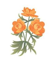 trollius europaeus, asiaticus, klot gul blomma alpina ängar. botanisk illustration i platt stil, växt. för påsk klistermärken, affischer, vykort, design element. värld endangered arter dag vektor