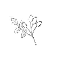 nypon vektor teckning. skiss av gren med nypon frukt och löv. ritad för hand nypon gren. isolerat nypon vektor illustration på vit bakgrund.