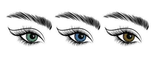 kvinnors ögon, ikoner uppsättning. de ögon är blå, grön och brun. illustration, vektor