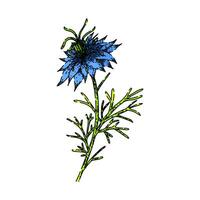 medicin nigella sativa skiss hand dragen vektor