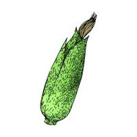Korn Mais skizzieren Hand gezeichnet Vektor
