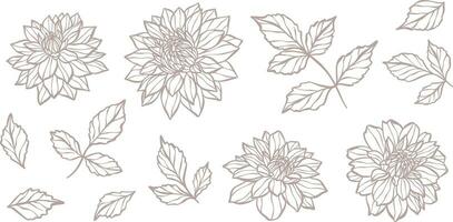 hand dragen botanisk vektor dahlia illustration uppsättning med löv och blommor, blomning blomma huvud linje konst design.