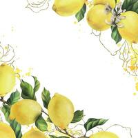 citroner är gul, saftig, mogen med grön löv, blomma knoppar på de grenar, hela och skivor. vattenfärg, hand dragen botanisk illustration. ram, mall på en vit bakgrund vektor