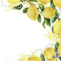 citroner är gul, saftig, mogen med grön löv, blomma knoppar på de grenar, hela och skivor. vattenfärg, hand dragen botanisk illustration. ram, mall på en vit bakgrund vektor