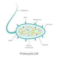 prokaryot cell diagram vektor illustration grafisk