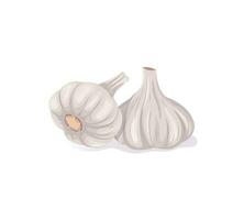 ganze Knoblauch Köpfe. anders Knoblauch Glühbirnen im Karikatur eben Stil. Gemüse isoliert Illustrationon ein Weiß Hintergrund. vektor