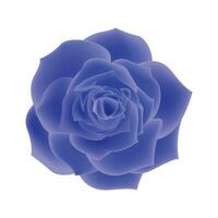 vektor blå reste sig blommor realistisk isolerat på vit