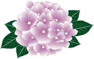 illustration av rosa hortensia blomma med löv. vektor
