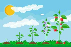 tillväxt av växt, från gro till frukt. plantering träd. fröplanta trädgårdsarbete växt. tidslinjen. gräs, himmel med moln och Sol. platt stil vektor illustration.