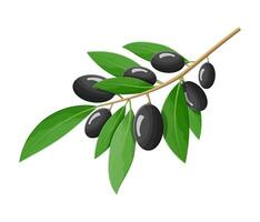 grön oliver gren isolerat på vit bakgrund. gren med oliver och löv. oliv olja, kosmetika, hälsa vård Produkter. organisk friska mat. vegetarian näring. vektor illustration platt stil
