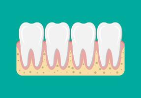 tänder ikon med gummi. mänsklig tänder i platt stil. dental begrepp. hygien och munvård. vektor illustration