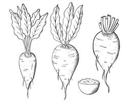socker beta hand dragen vektor illustration. klotter med ljuv rot växter och socker. graverat grönsaker för skriva ut, logotyp, kort, design, mall, märka. lantbruk, friska mat, rödbeta skörd
