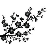 Silhouette von Kirsche Blumen im klein Cluster auf ein Kirsche Baum Ast auf Weiß Hintergrund vektor