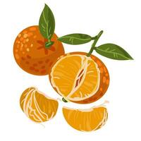 de mandariner grupp. vektor illustration av en hela citrus- frukt och skalad, grön blad och lobules isolerat på en vit bakgrund. tecknad serie platt stil, ritad för hand