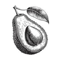 Hälfte Avocado Hand gezeichnet skizzieren Gemüse und Früchte Vektor Illustration