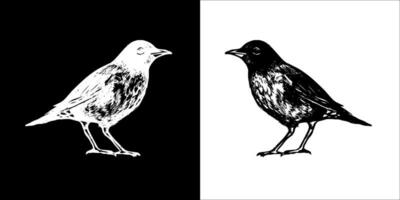 illustration vektor grafik av fågel ikon
