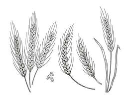 einstellen von Hand gezeichnet Weizen Ohr Spikes. Bäckerei Essen Konzept vektor