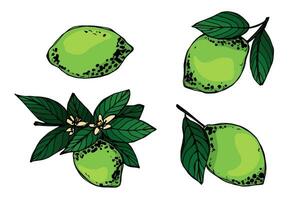 vektor kalk ClipArt. hand dragen citrus- uppsättning. frukt illustration. för skriva ut, webb, design, dekor