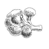 handgezeichnete Gemüse Vektorgrafik. detaillierte Brokoli-Skizze im Retro-Stil. Vintage-Skizzenelement für Etiketten, Verpackungen und Kartendesign. vektor