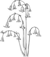 påsklilja blomma botanisk skiss illustration vektor