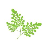 moringa logotyp vektor mall symbol natur