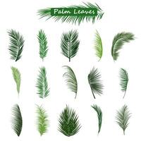 Grün Palme Blätter Sammlung vektor