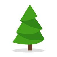 Kiefer oder Weihnachten Baum vektor