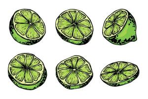 Vektor Limette Clip Art. Hand gezeichnet Zitrusfrüchte Satz. Obst Illustration. zum drucken, Netz, Design, Dekor