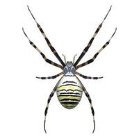 insekt, leddjur, spindeldjur, Argiope brunnich, tiger Spindel närbild på en vit bakgrund vektor