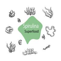 Hintergrund mit Spirulina, Algen. Superfood. Vektor Hand gezeichnet Illustration Umriss. können benutzt zum Kosmetik, Superfood Hintergrund.