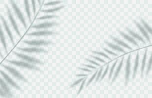 Schatten Overlay Wirkung. transparent Sanft Licht und Schatten von Geäst, Pflanze und Blatt von ein Palme Baum. Attrappe, Lehrmodell, Simulation von transparent Blatt Schatten und natürlich Blitz.Vektor Illustration vektor