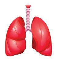 mänsklig lungorna. rätt och vänster lunga med trakea. anatomi av respiratorisk organ systemet. vektor illustration isolerat på vit bakgrund