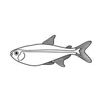 Hand gezeichnet Karikatur Vektor Illustration Glimmlicht Tetra Fisch Symbol isoliert auf Weiß Hintergrund