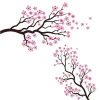 Sakura-Schönheitsblumen-Vektorsymbol vektor