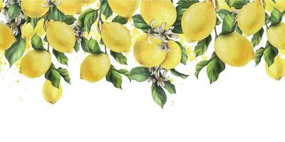 citroner är gul, saftig, mogen med grön löv, blomma knoppar på de grenar, hela. vattenfärg, hand dragen botanisk illustration. sömlös gräns på en vit bakgrund vektor