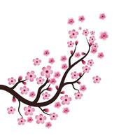 Sakura-Schönheitsblumen-Vektorsymbol vektor