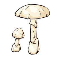 das Tod Deckel Pilz im Karikatur Stil. Amanita phalloides Wald giftig Pilz, giftig, tötlich giftig Pilz. Vektor Illustration isoliert auf ein Weiß Hintergrund.