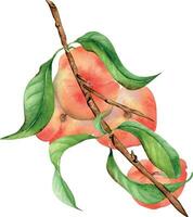 vattenfärg illustration med gren platt persikor, grön löv isolerat på vit. målad chines persikor. frukt träd, fruitage hand ritade. design för paket, affisch, märka sylt, kosmetisk, juice, olja vektor