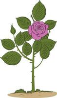 Rose Pflanze mit Dornen Vektor Illustration