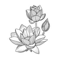 Vektor Illustration von schwarz Linie Hand gezeichnet Lotus Blume isoliert auf Weiß Hintergrund. Illustration von ein Wasser Lilie