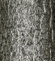 Vektor Illustration von Ginkgo biloba Baum bellen. Baum Rinde Hintergrund.